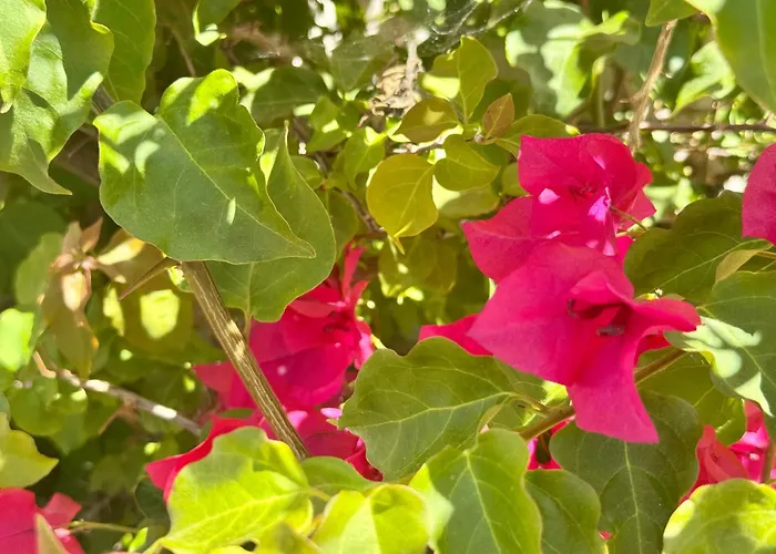 Villa Le Palmier 10 Personnes Piscine, Vue Mer, Olmeto (Corsica)