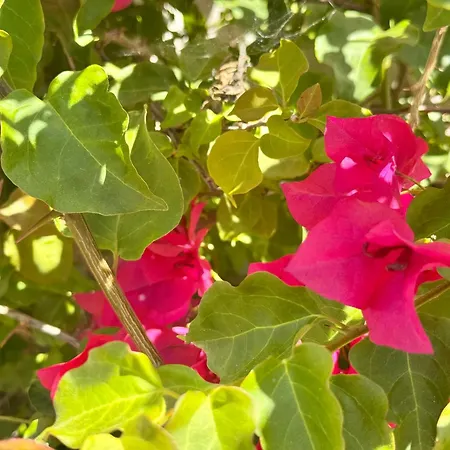 Villa Le Palmier 10 Personnes Piscine, Vue Mer, Olmeto (Corsica)